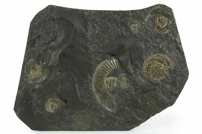 Fossil Ammonite Cluster - Posidonia Shale, Germany #353536